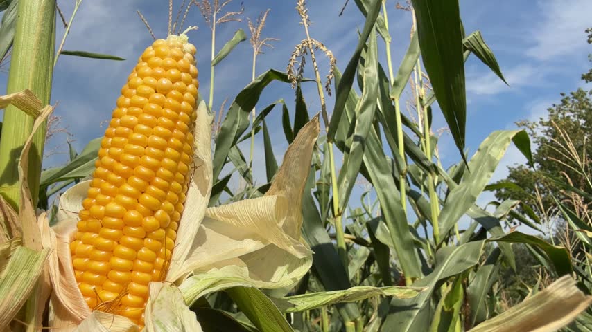 Corn on the cob in the field.