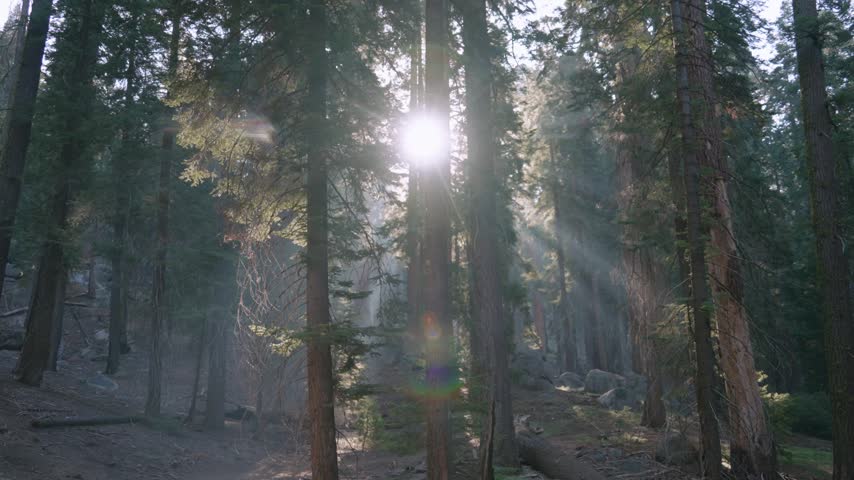 Dramatic sunbeams stream through a misty sequoia forest, creating a mystical atmosphere.