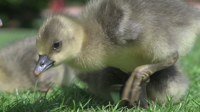 Greylag Goose (Anser anser) young goslings in closeup, eating grass. June, Kent, UK [Half speed] 
