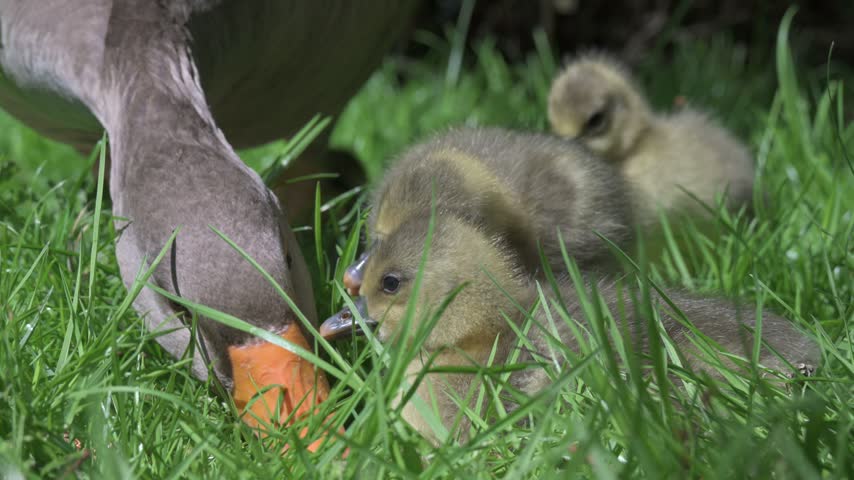 Greylag Goose (Anser anser) adult with young goslings  in closeup, eating grass. June, Kent, UK [Half speed] 