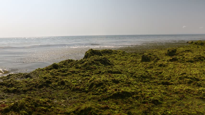 A beach scene with a thick layer of green algae covering the sand, next to a body of water.