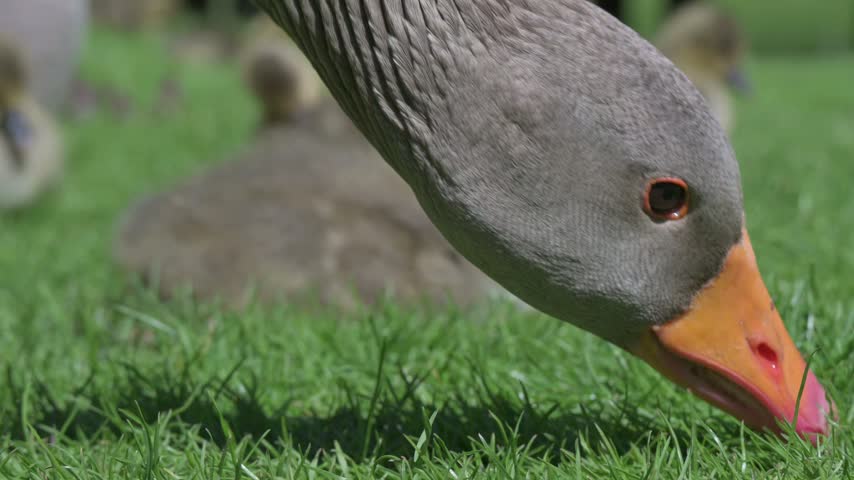 Greylag Goose (Anser anser) adult with young goslings  in closeup, eating grass. June, Kent, UK [Half speed] 