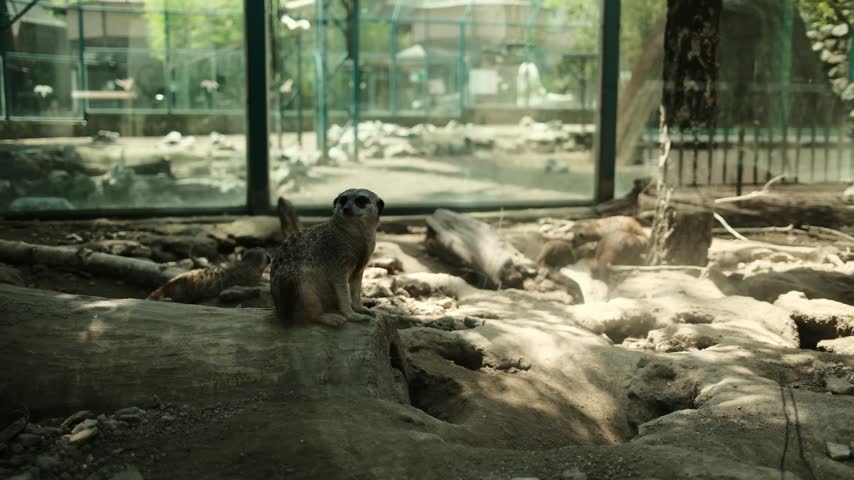 Meerkat sitting on a log in a sandy enclosure at Belgrade Zoo, Serbia. Watchful suricate with burrows, rocks and logs under soft daylight. A glass aviary with meerkats