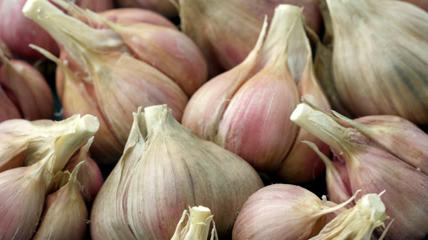 Unpeeled fresh organic garlic bulbs rotating in close up view. Harvesting and agriculture. Farming. Vegetables.