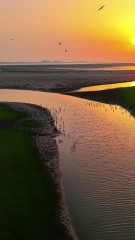 A large flock of elegant egrets gracefully soars over the vast Qiantang River estuary. The golden light of sunset bathes the water and mudflats, creating a breathtaking and serene natural spectacle.