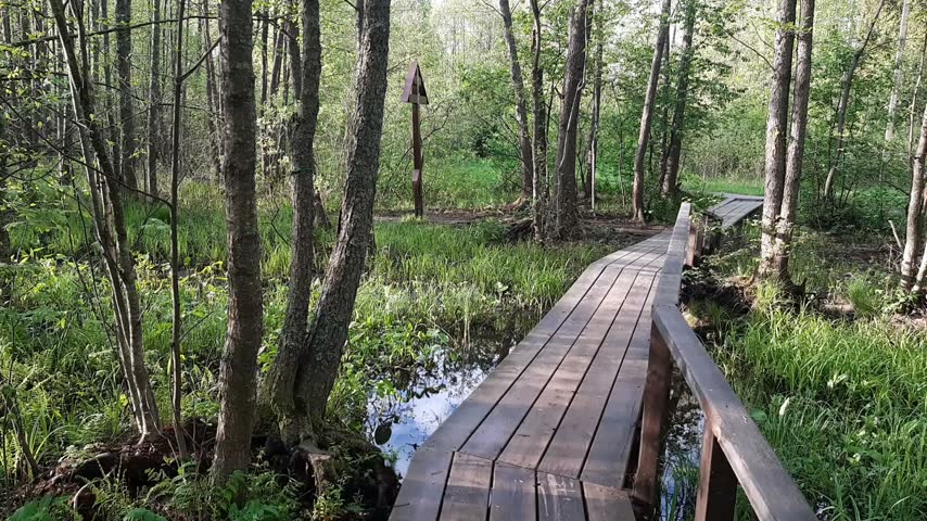 Cinematic camera glide across a wooden walkway in a marshy woodland