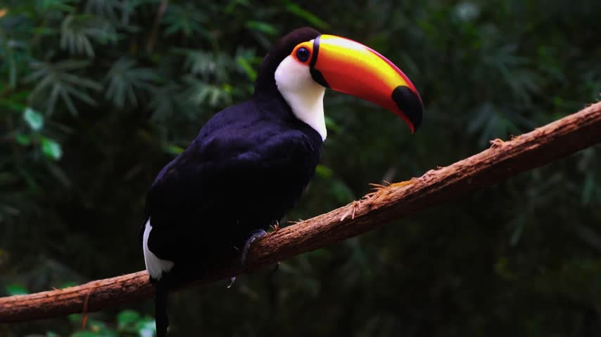 A breathtaking cinematic medium wildlife shot capturing a magnificent wild toco toucan perched gracefully on an angled bare branch, overlooking a lush, misty tropical jungle understory.