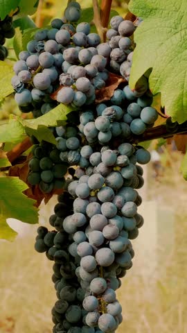 Grapes in the vineyard. close-up of ripening clusters of sweet red grapes on vines, lit by warm autumn sun. harvesting at a vineyard. viticulture. Winery and Wine Business.
