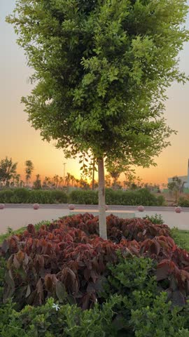 Beautiful sunset over a landscaped urban park with a large tree and palm trees silhouetted against a warm evening sky.