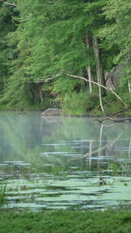 Echo Lake shoreline, Watertown Connecticut