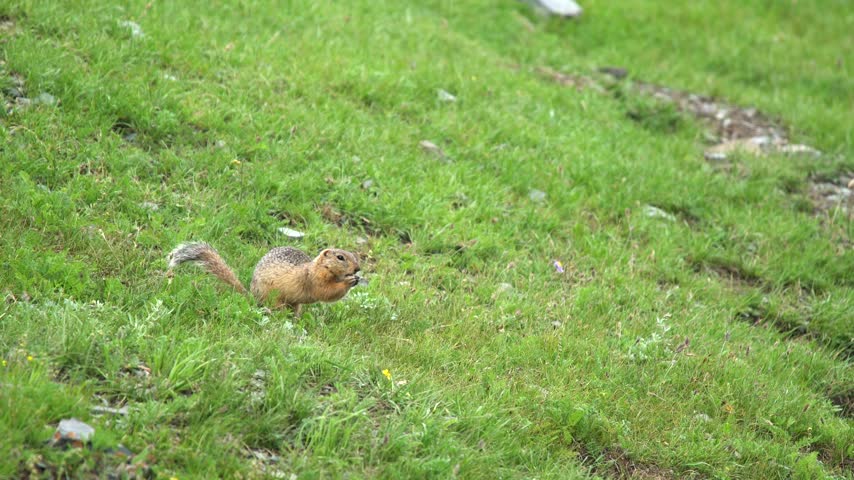 Ground squirrel stands alert on green meadow grass, showing brown and gray fur in sunlight. Small rodent pauses upright within pasture, long tail visible, watching nearby surroundings. The upright posture conveys vigilance, rodent behavior, meadow ecology, small mammal wildlife, alertness, and survival awareness in open grass habitat.