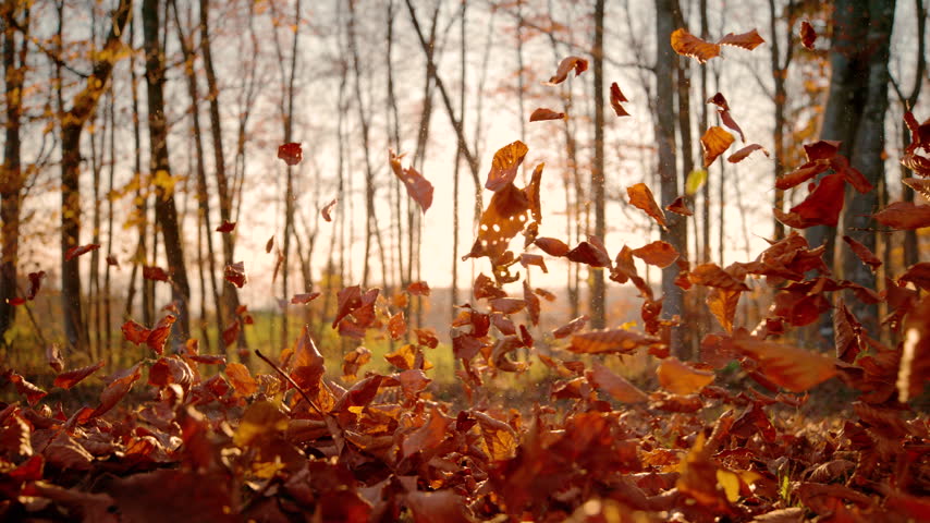 LENS FLARE, SLOW MOTION, DOF, LOW ANGLE, CLOSE UP: Woman runs through sunlit autumn forest as dry leaves scatter around her feet. Warm golden sunlight shines through bare trees during a fall run.