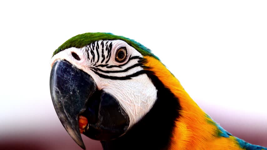 Extreme close up of a vibrant blue and gold macaw parrot turning its head against a dark background. Detailed view of colorful plumage, eye, and sharp beak in vivid natural beauty portrait.