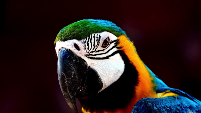 Extreme close up of a vibrant blue and gold macaw parrot turning its head against a dark background. Detailed view of colorful plumage, eye, and sharp beak in vivid natural beauty portrait.