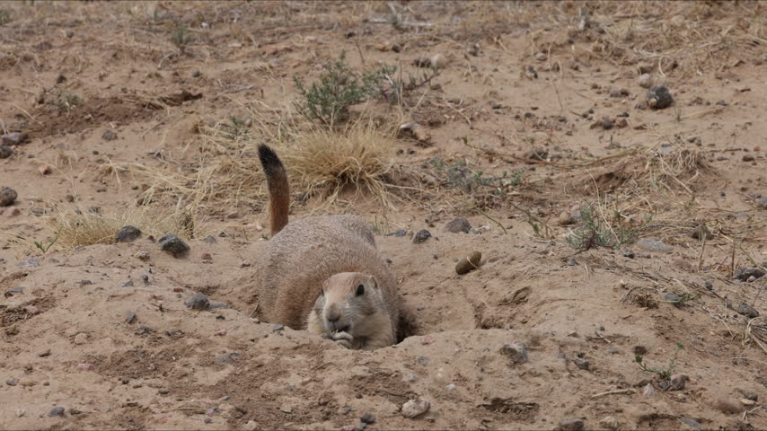 Prairie Dog in Colorado in Summer
