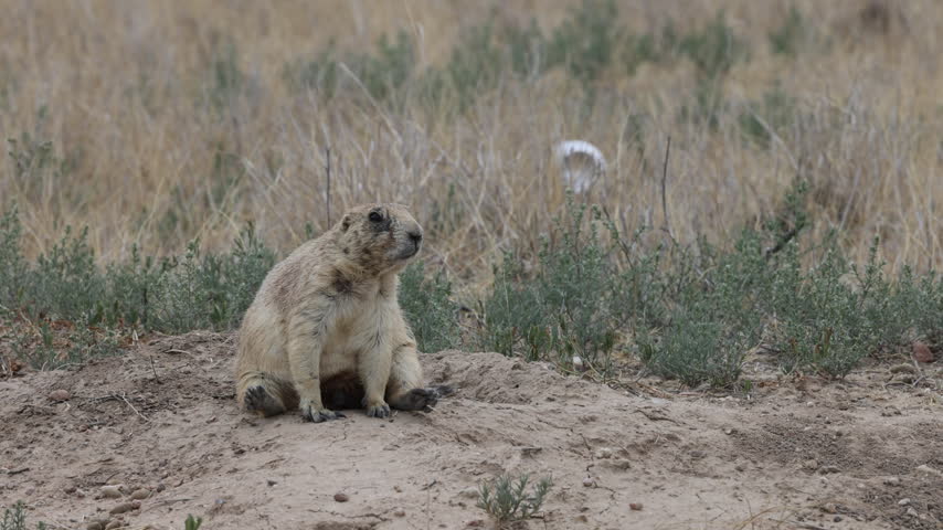 Prairie Dog in Colorado in Summer