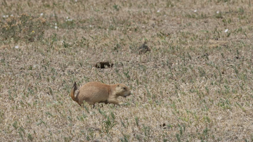 Prairie Dog in Colorado in Summer
