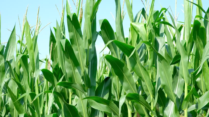 Tall green maize stalks with young corn cobs on an agricultural farm field