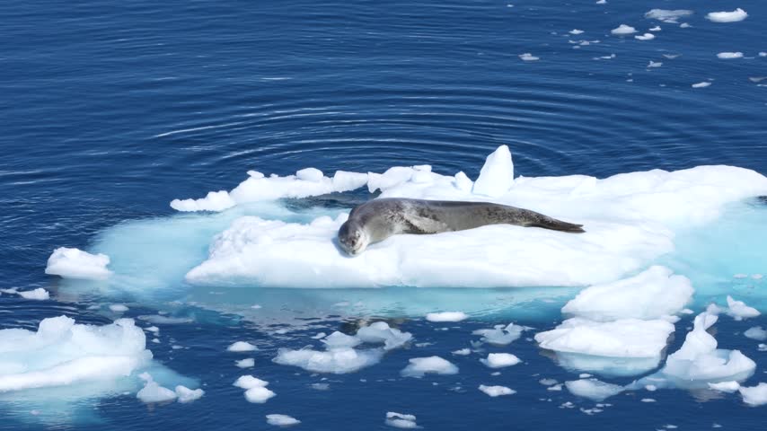 Leopard Seal Lays on Floating Iceberg in Antarctica Closeup Lifts Head. Wildlife Viewing From Cruise Ship. Incredible Sighting Cute Animal Nature