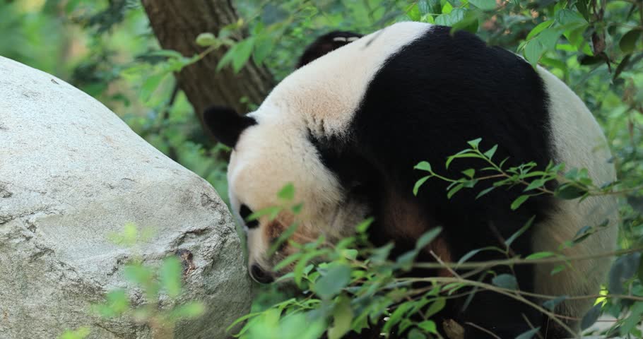 Giant panda in the forest	