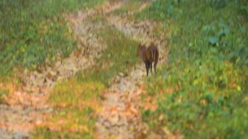 A barking deer runs and leaps along a scenic forest road in Buxa Tiger Reserve, West Bengal, surrounded by lush woodland and natural wildlife habitat.