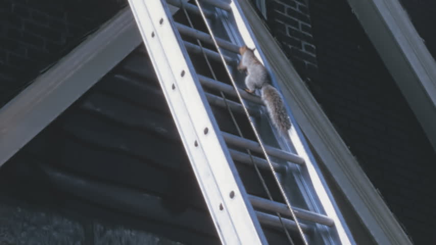 Eastern gray squirrel (Sciurus carolinensis) climbs an aluminum ladder on a brick building in 1960s New York. The curious animal reaches a mans boots before quickly retreating down the rungs.