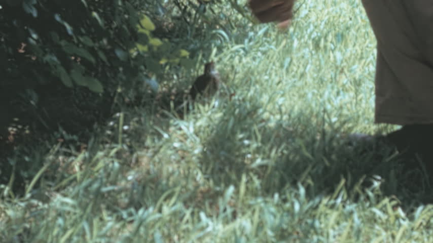 Fledgling American robin (Turdus migratorius) nestled in sunlit grass is gently scooped up by a person wearing light trousers and brown shoes in a New York garden during the 1960s archival footage.