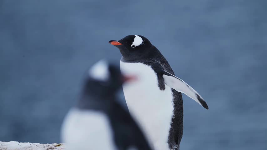 Footage features gentoo penguins standing on ice near the ocean, capturing their unique behaviors and interactions in the cold Antarctic environment.
