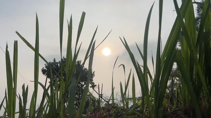 Morning Sun Shining Through Tall Green Grass