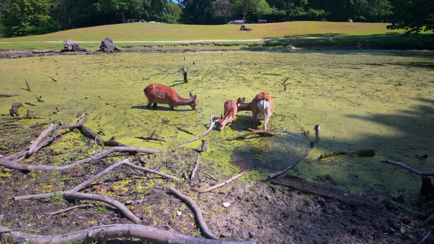 Deer by a pond in Marselisborg Deer Park, a beautiful nature preserve and wildlife sanctuary located in the Thors Skov woods south of Aarhus. Steady shot.
