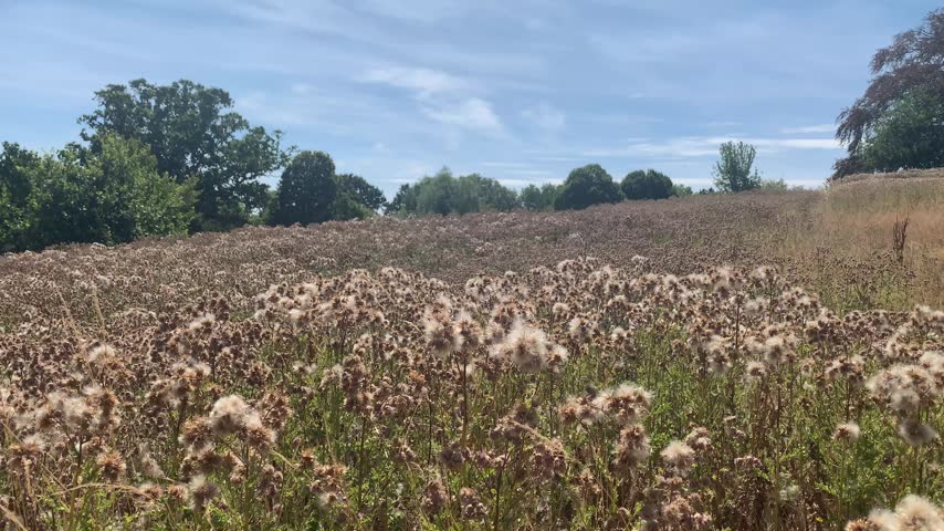 A wide shot of a dense field of wild thistle flowers under the scorching summer sun.