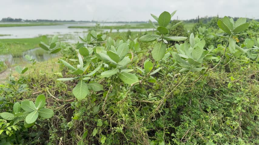 Calotropis gigantea or giant milkweed plant footage.