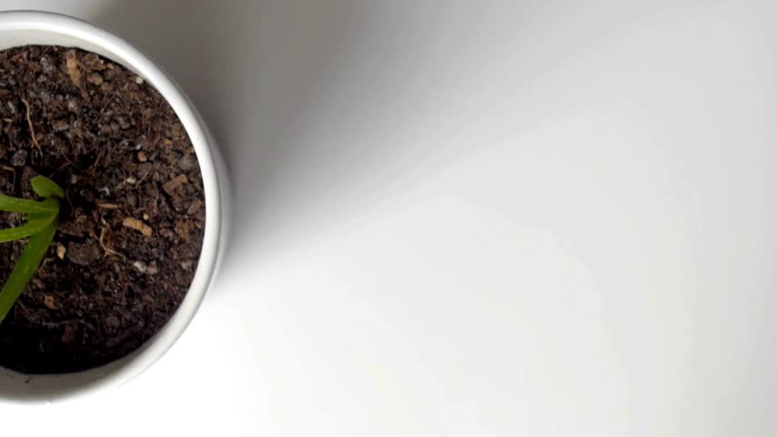 Plant sprouts from soil in pot positioned on white background highlighting growth and natural elements in a simple setting. Ideal for nature-related projects and visuals.