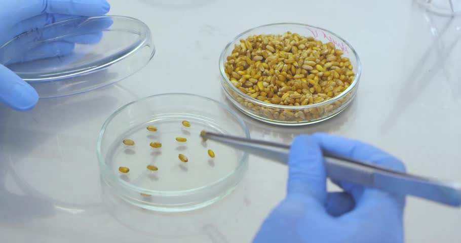 

Scientific experiments with grains in a laboratory, showing agricultural research, grain testing, sample analysis, and modern scientific investigation of crops.