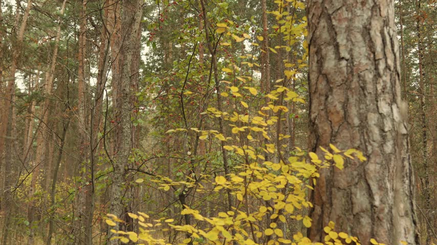 Autumn forest, where there are various trees, bushes with yellow leaves