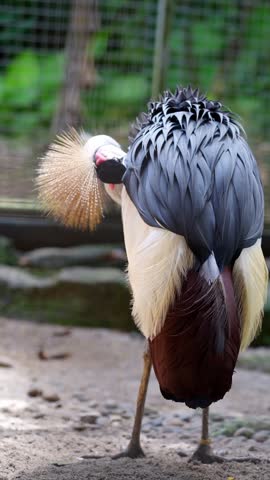 back portrait of grey crowned crane deep cleaning its right and left wings feathers, bird preening in the cage behaviour footage