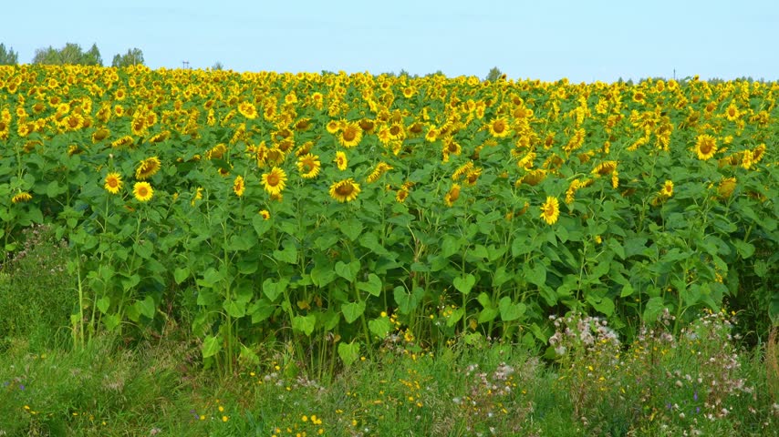 Sunflowers field under blue sky, Nature summer landscape. Field of flowering sunflowers, agricultural 4k video.