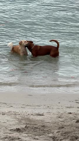 Two dogs playing together in shallow ocean water at beach ko samui district Thailand 