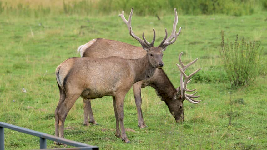 Two elk graze in a green field. One stands, antlers prominent. The other lowers head, grazing grass. Soft light illuminates the scene. Natural setting, calm atmosphere