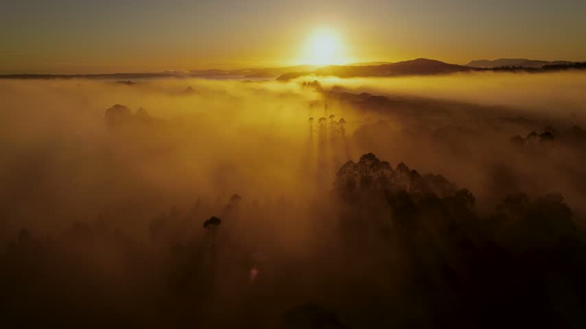 Aerial view of misty forest landscape at sunrise with golden light filtering through trees in Rotorua, Bay of Plenty Region, New Zealand.