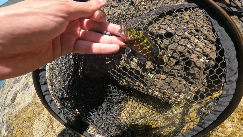 Fisherman holding small Dusky Grouper (Epinephelus marginatus) near a landing net on a rocky Mediterranean shore.