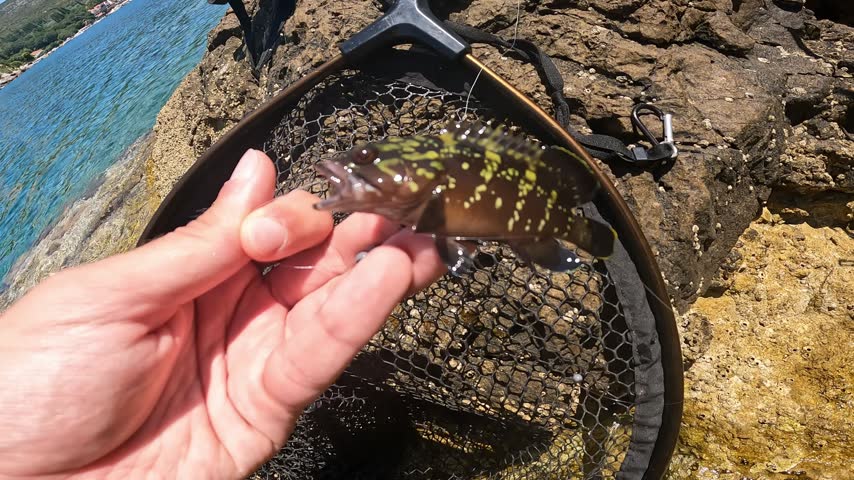 Fisherman holding small Dusky Grouper (Epinephelus marginatus) near a landing net on a rocky Mediterranean shore.