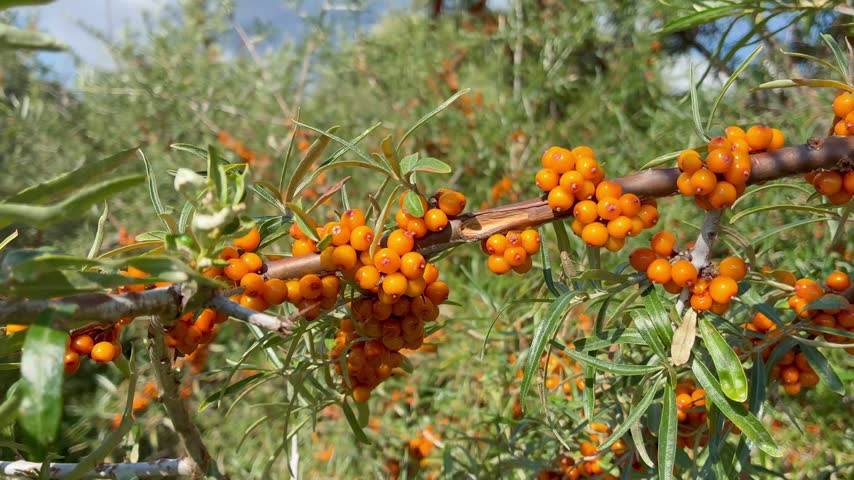 Ripe sea buckthorn berries on branches close-up