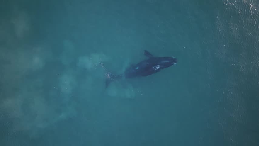 Southern right whale and calf swim side by side in blue water off New South Wales, Australia, aerial backdrop as young whale blows from blowhole at surface