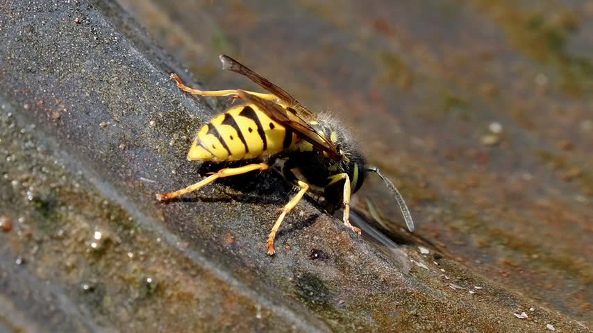 Yellow wasp taking a drink from standing water in macro perspective, revealing delicate wings and striped body markings then taking off.