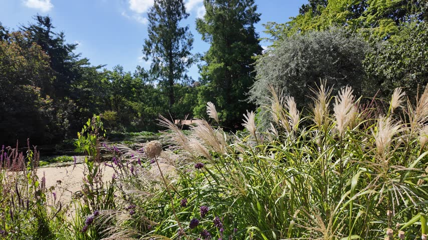 Looking across a beautiful nature pond surrounded by tall and mature trees. There is lush green plant life all around the pond, and aquatic lily pads and plants on the surface of the water. There is a blue sky above, with a small cloud cover, and plants including alliums, verbenas and grasses all in the foreground.