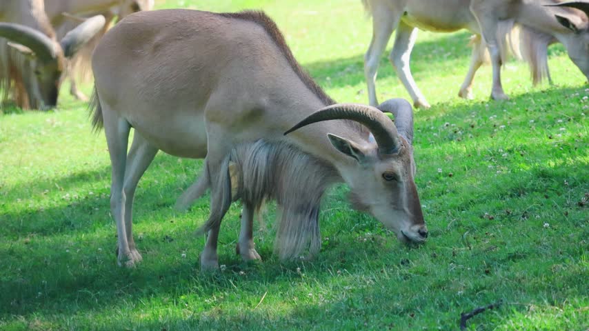 African male addax antelope grazes on green grass while other addax are visible in the background, showcasing a natural habitat in a sunny environment