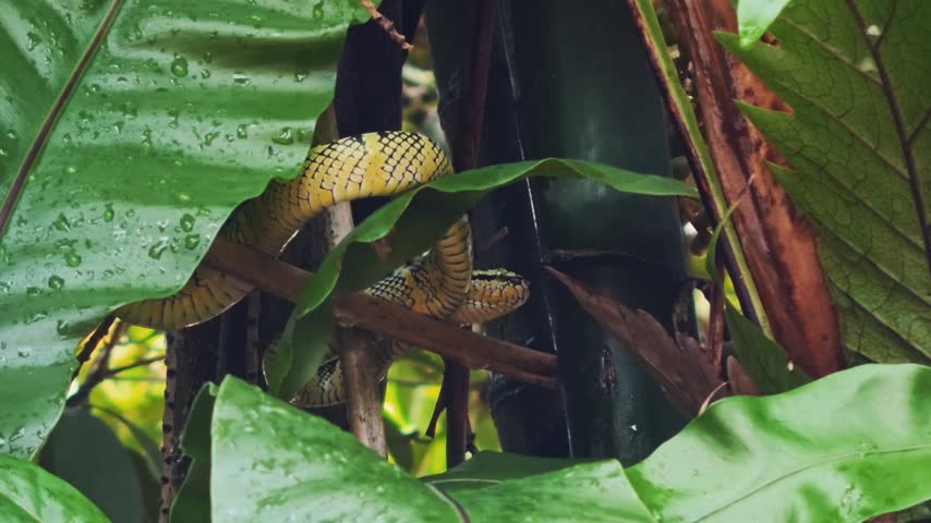 Medium static shot of a venomous yellow and black Wagler