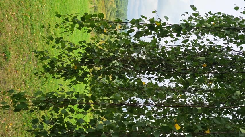 Birch tree branches sway above green grass near a river on a bright day