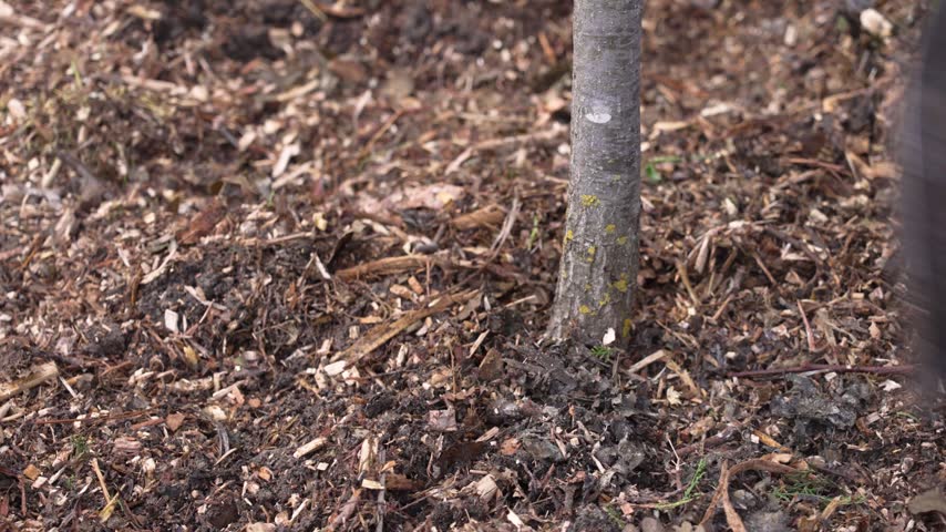 Gardener spreading fresh wood chip mulch around the base of a young tree in a rain garden